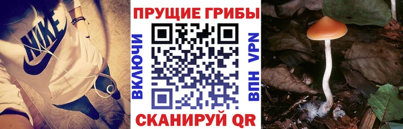 Галлюциногенные грибы мицелий сколько стоит Хадыженск